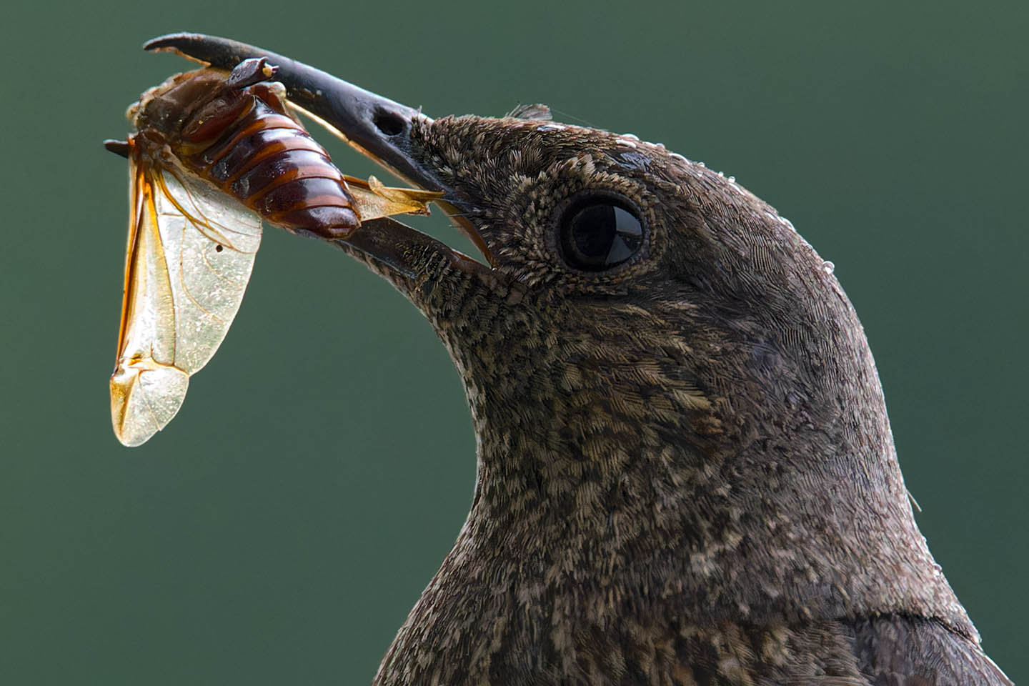 Canon EOS 6D + TAMRON SP 150-600mm F/5-6.3 Di VC USD (A011) and DxO PureRAW 3