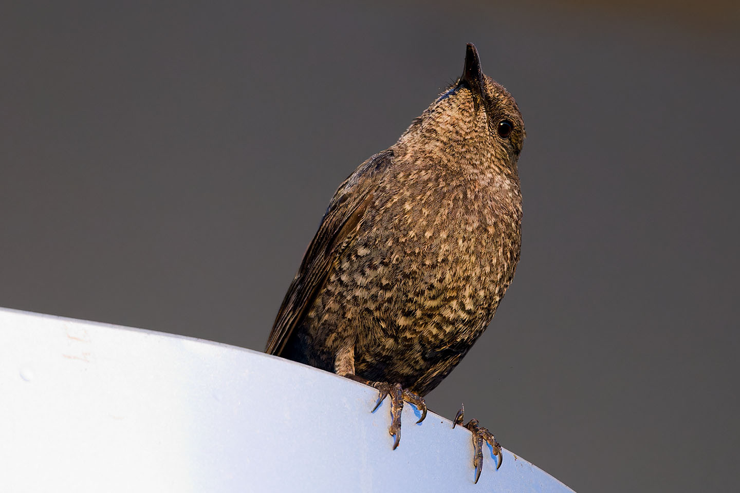 Canon EOS 6D + TAMRON SP 150-600mm F/5-6.3 Di VC USD (A011) and DxO PureRAW 3