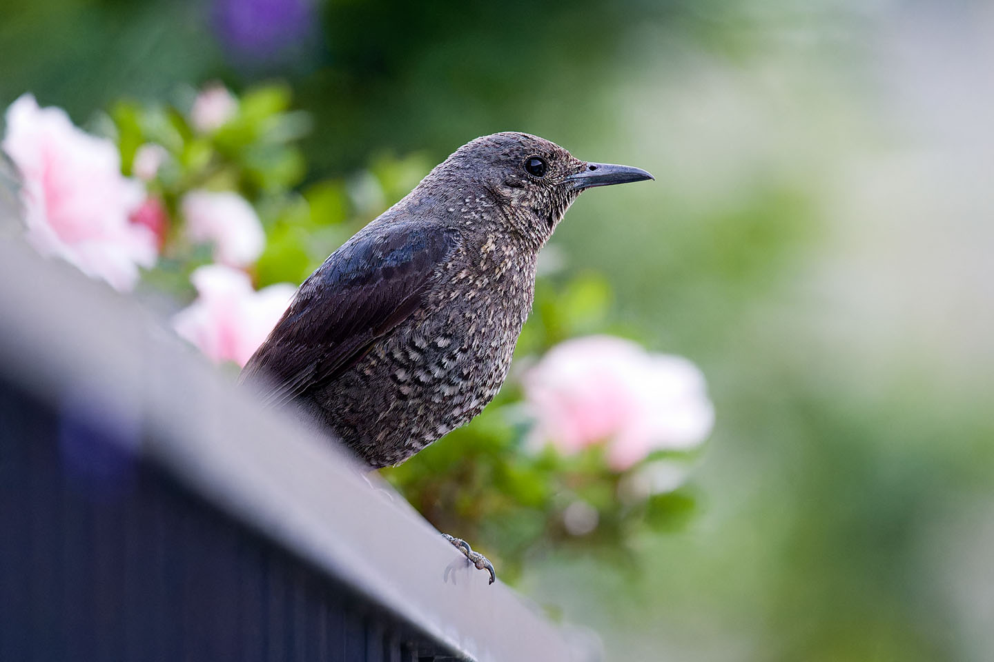 Canon EOS 6D + TAMRON SP 150-600mm F/5-6.3 Di VC USD (A011) and DxO PureRAW 3