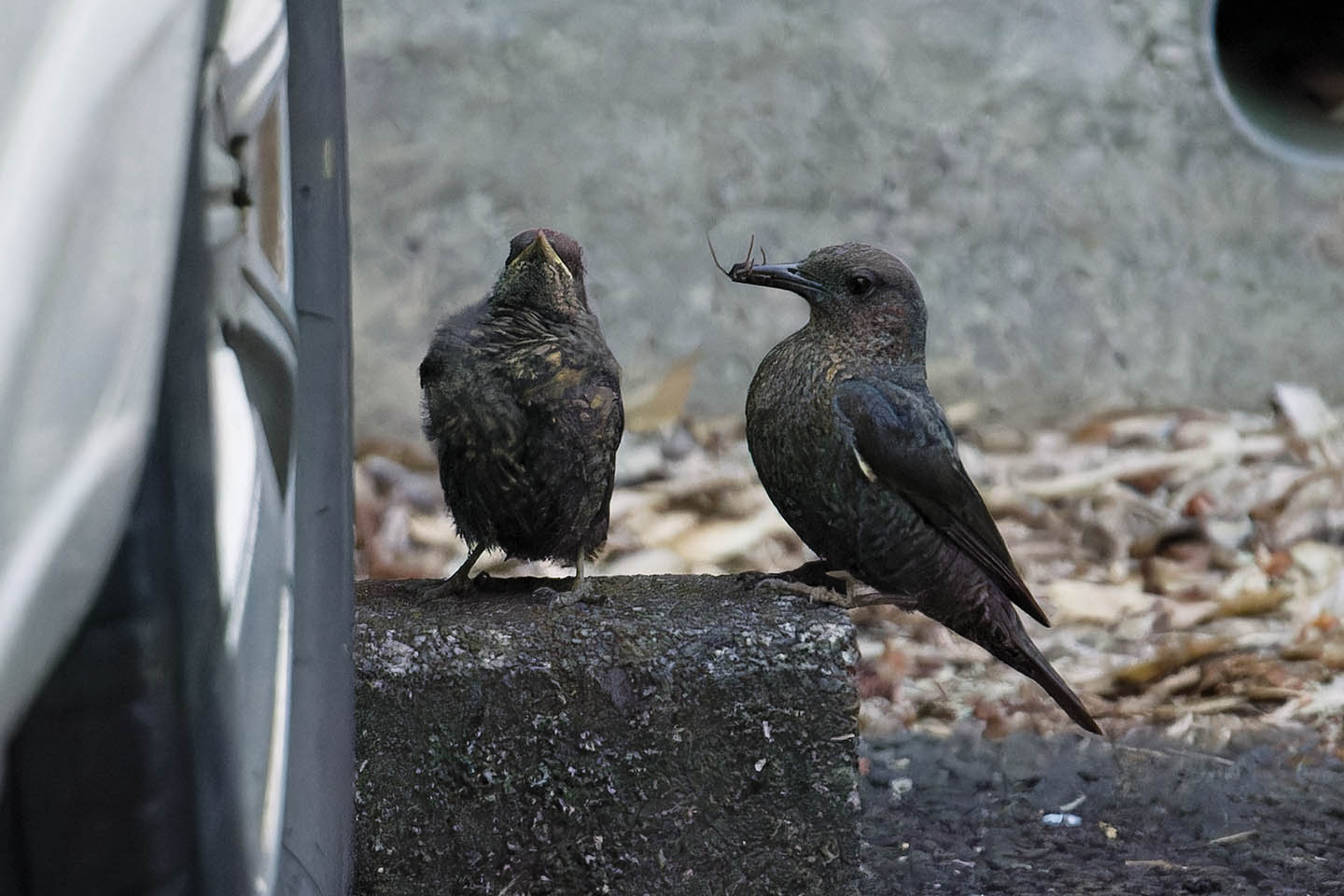 Canon EOS 6D + TAMRON SP 150-600mm F/5-6.3 Di VC USD (A011) and DxO PureRAW 3