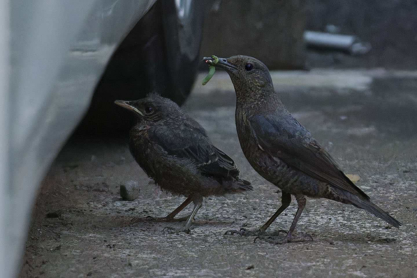 Canon EOS 6D + TAMRON SP 150-600mm F/5-6.3 Di VC USD (A011) and DxO PureRAW 3