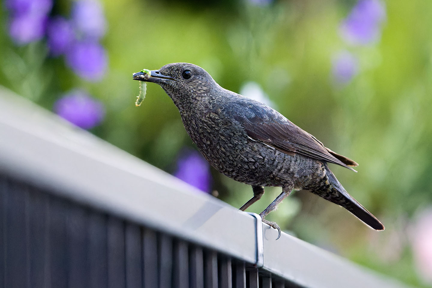 Canon EOS 6D + TAMRON SP 150-600mm F/5-6.3 Di VC USD (A011) and DxO PureRAW 3