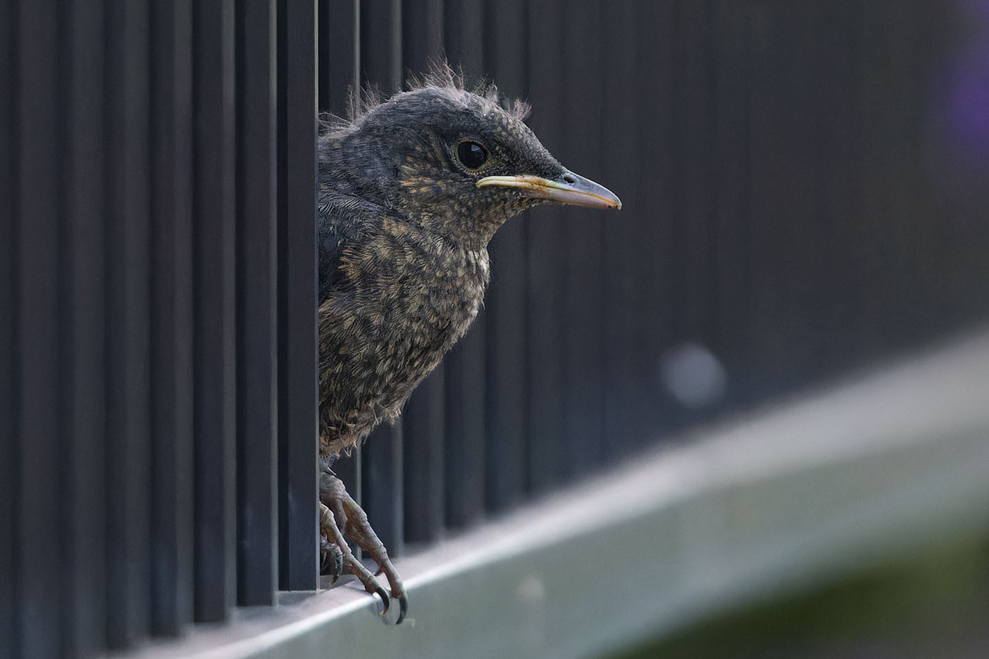 Canon EOS 6D + TAMRON SP 150-600mm F/5-6.3 Di VC USD (A011) and DxO PureRAW 3