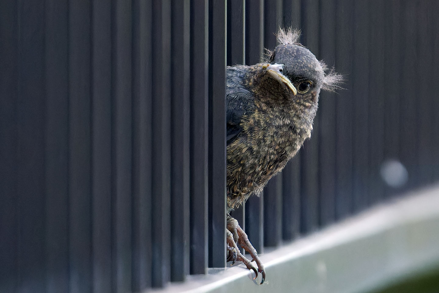 Canon EOS 6D + TAMRON SP 150-600mm F/5-6.3 Di VC USD (A011) and DxO PureRAW 3