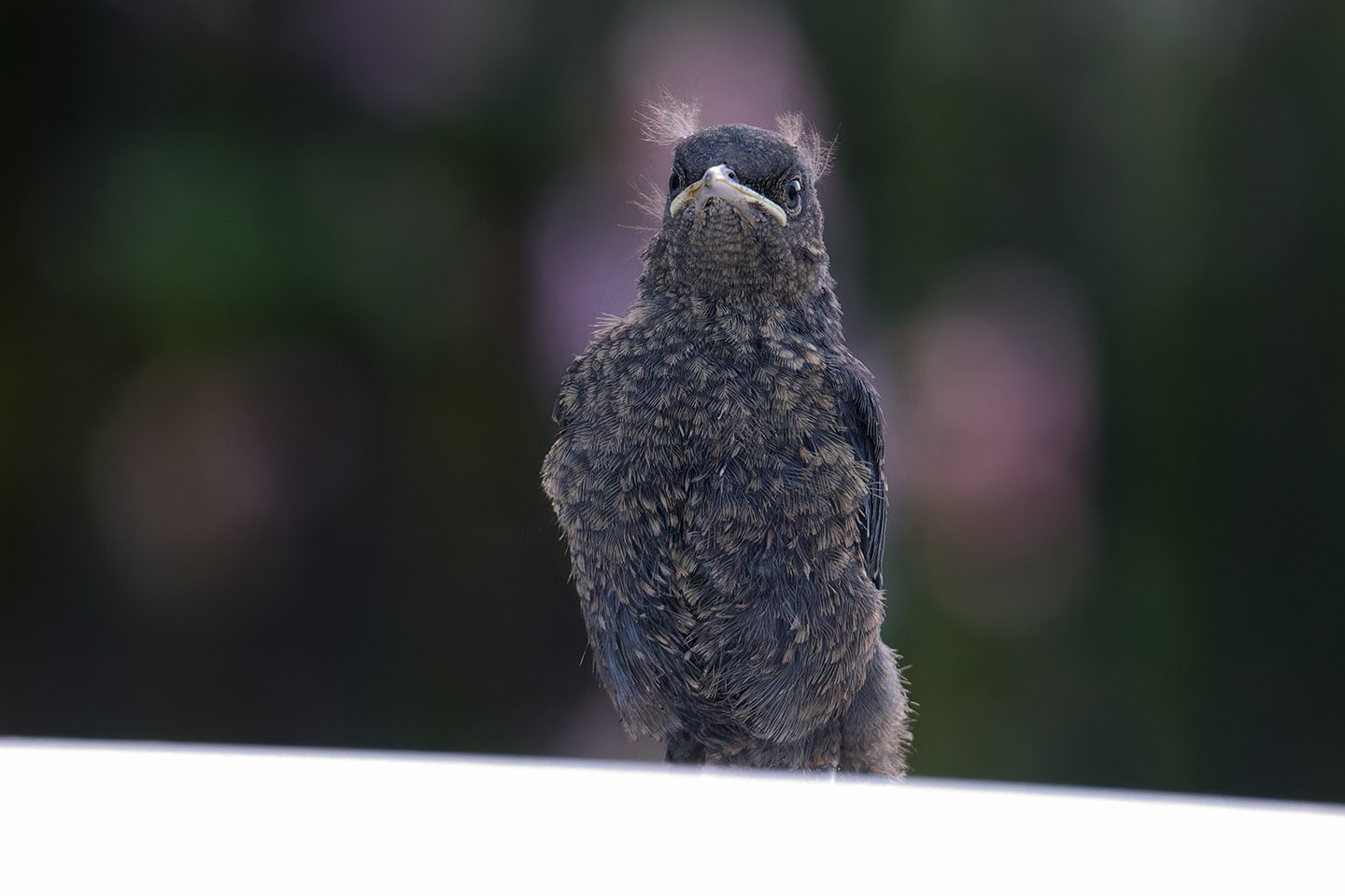 Canon EOS 6D + TAMRON SP 150-600mm F/5-6.3 Di VC USD (A011) and DxO PureRAW 3