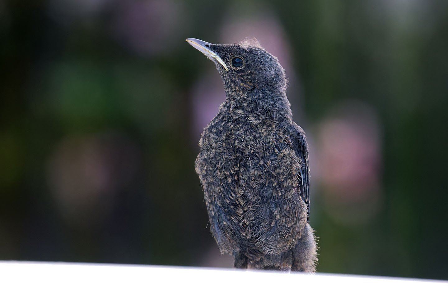 Canon EOS 6D + TAMRON SP 150-600mm F/5-6.3 Di VC USD (A011) and DxO PureRAW 3