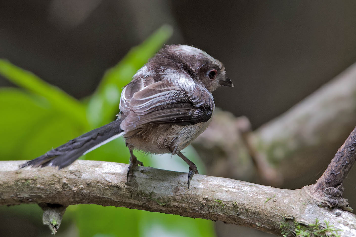 Canon EOS 60D + TAMRON SP 150-600mm F/5-6.3 Di VC USD (A011) and DxO PureRAW 3