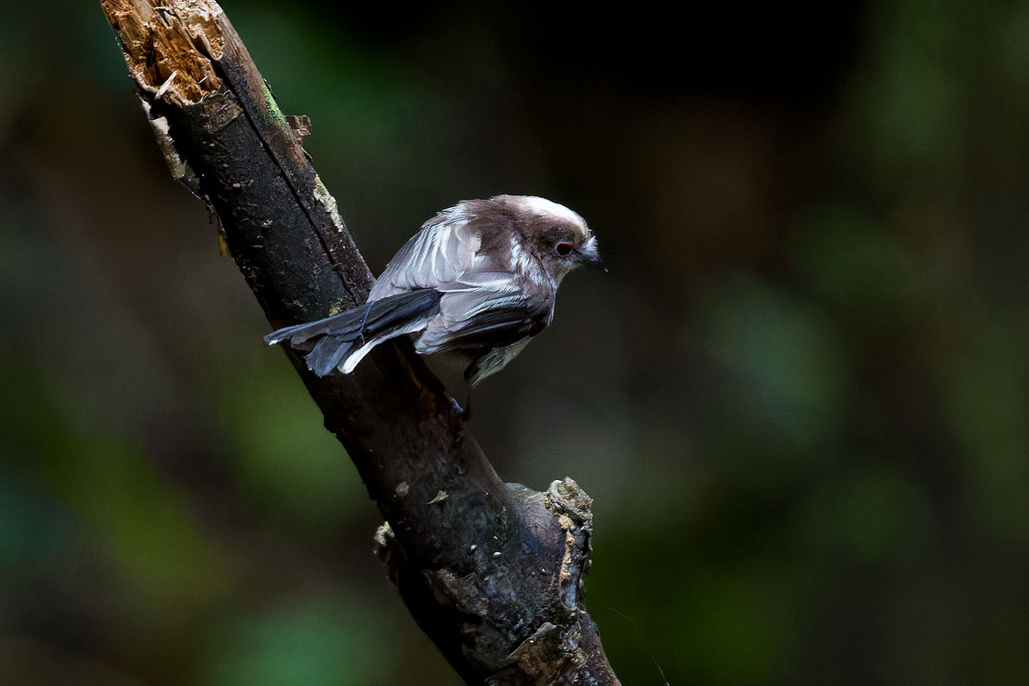 Canon EOS 60D + TAMRON SP 150-600mm F/5-6.3 Di VC USD (A011) and DxO PureRAW 3