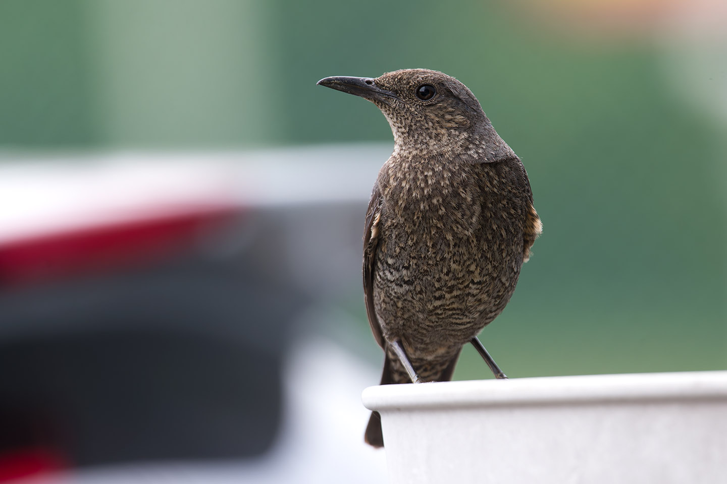 Canon EOS 6D + TAMRON SP 150-600mm F/5-6.3 Di VC USD (A011) and DxO PureRAW 3