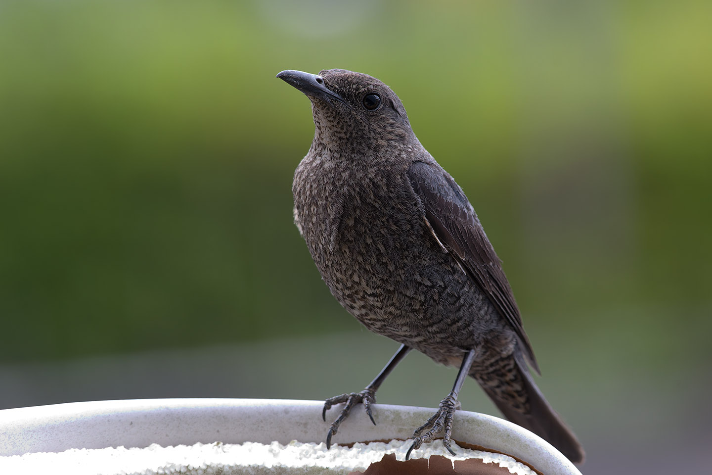 Canon EOS 6D + TAMRON SP 150-600mm F/5-6.3 Di VC USD (A011) and DxO PureRAW 3