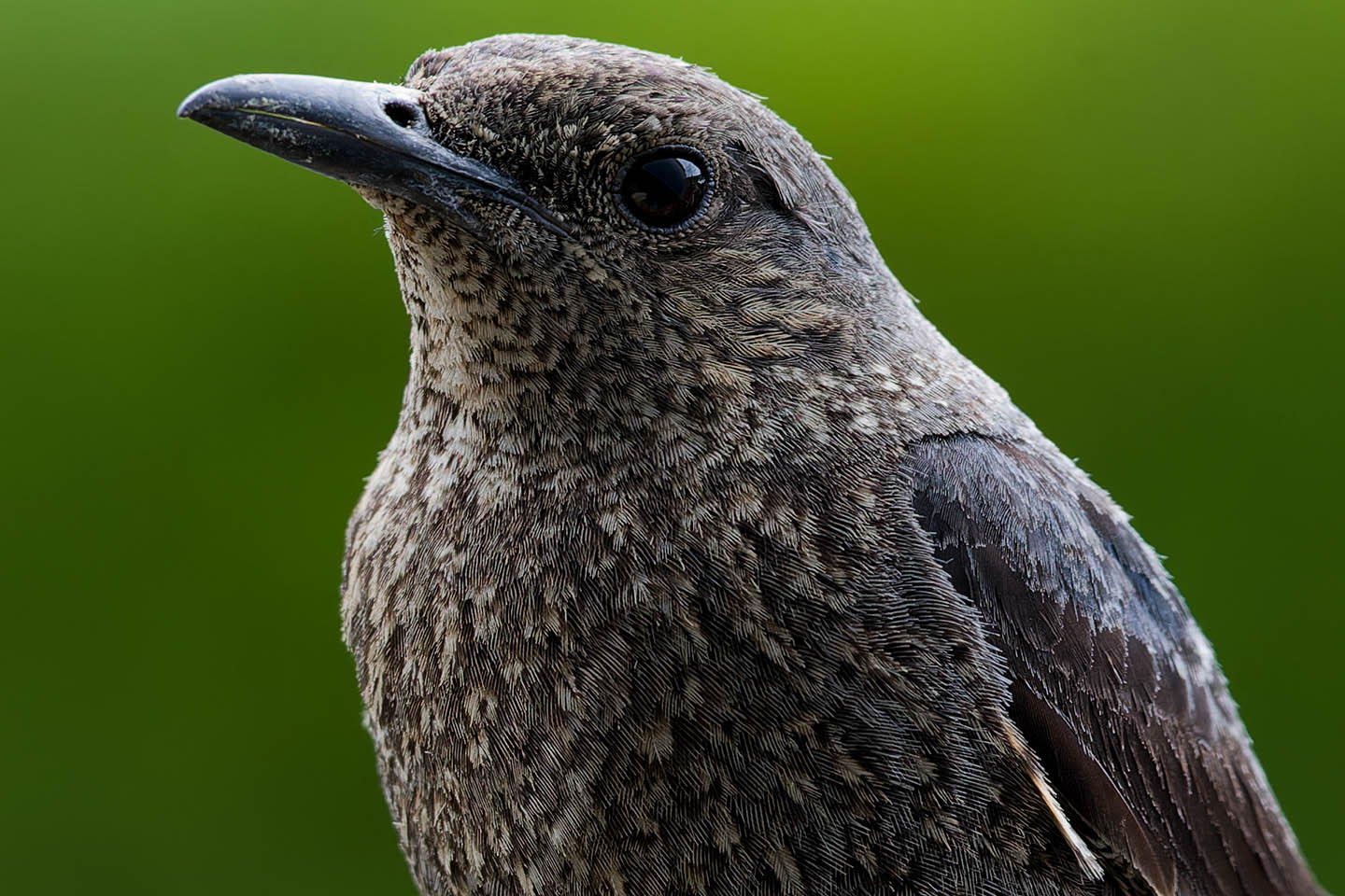 Canon EOS 6D + TAMRON SP 150-600mm F/5-6.3 Di VC USD (A011) and DxO PureRAW 3