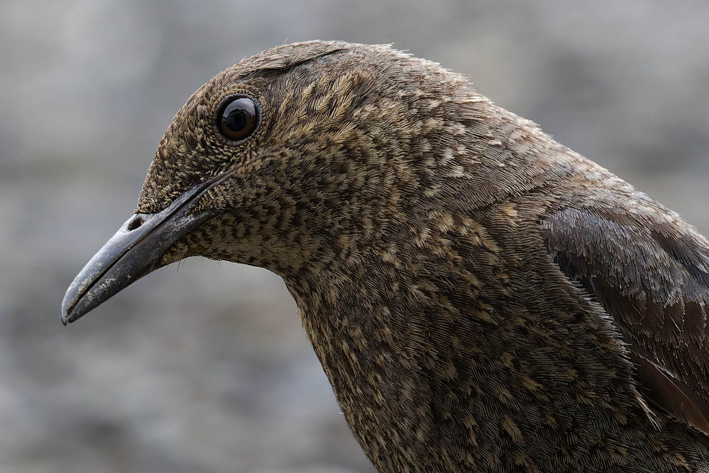 Canon EOS 6D + TAMRON SP 150-600mm F/5-6.3 Di VC USD (A011) and DxO PureRAW 3