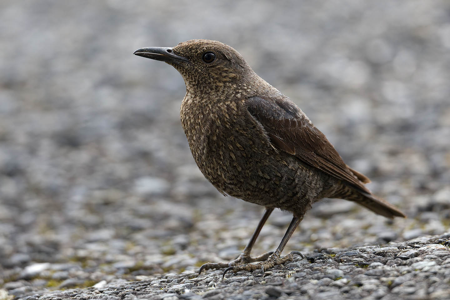 Canon EOS 6D + TAMRON SP 150-600mm F/5-6.3 Di VC USD (A011) and DxO PureRAW 3
