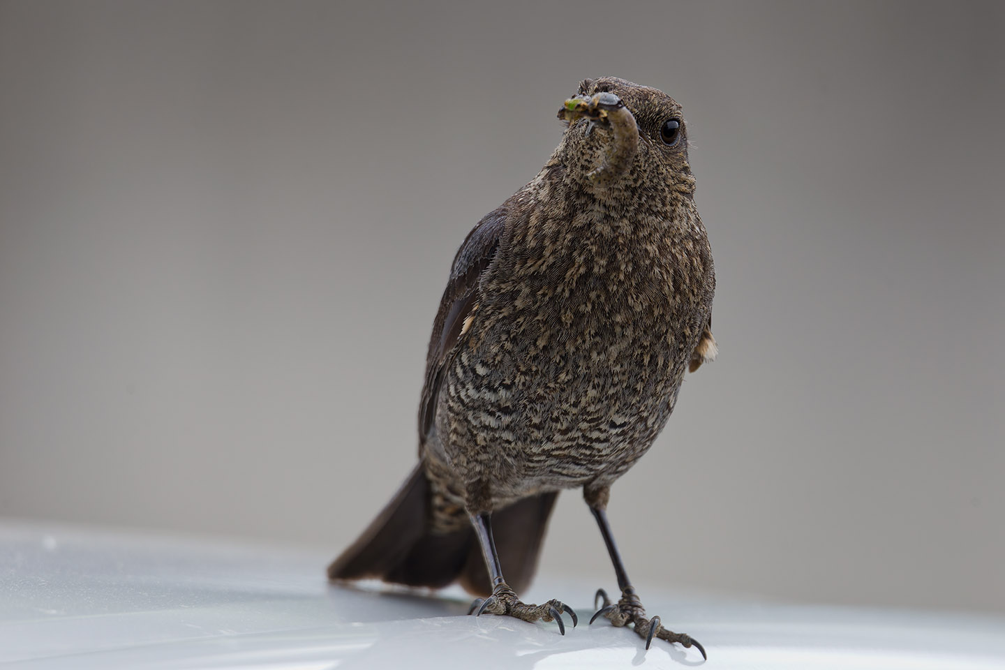 Canon EOS 6D + TAMRON SP 150-600mm F/5-6.3 Di VC USD (A011) and DxO PureRAW 3