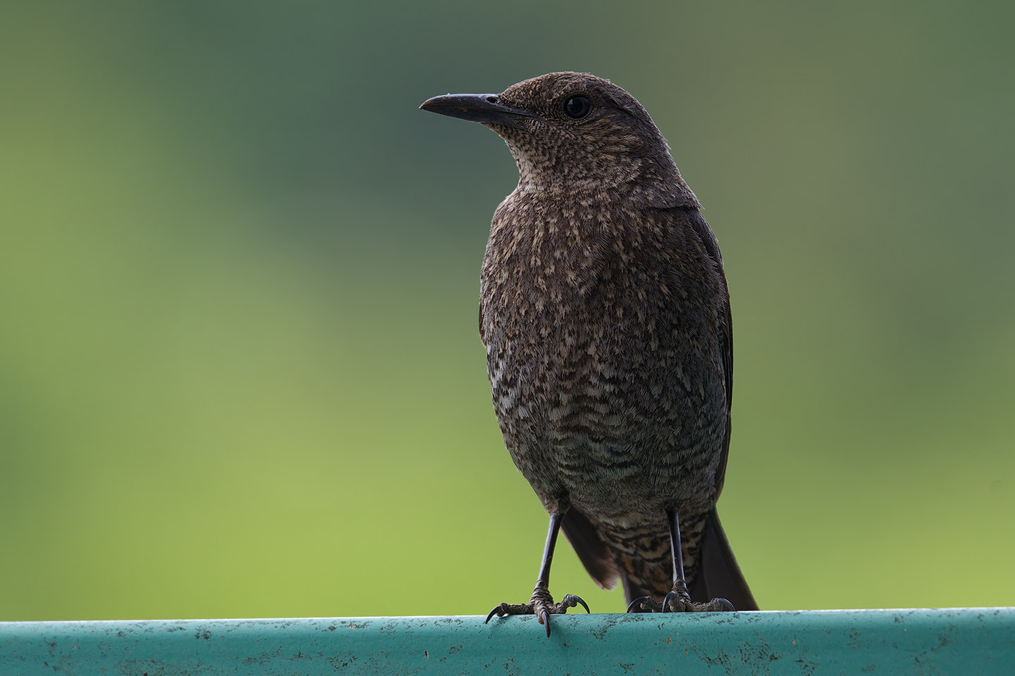 Canon EOS 6D + TAMRON SP 150-600mm F/5-6.3 Di VC USD (A011) and DxO PureRAW 3