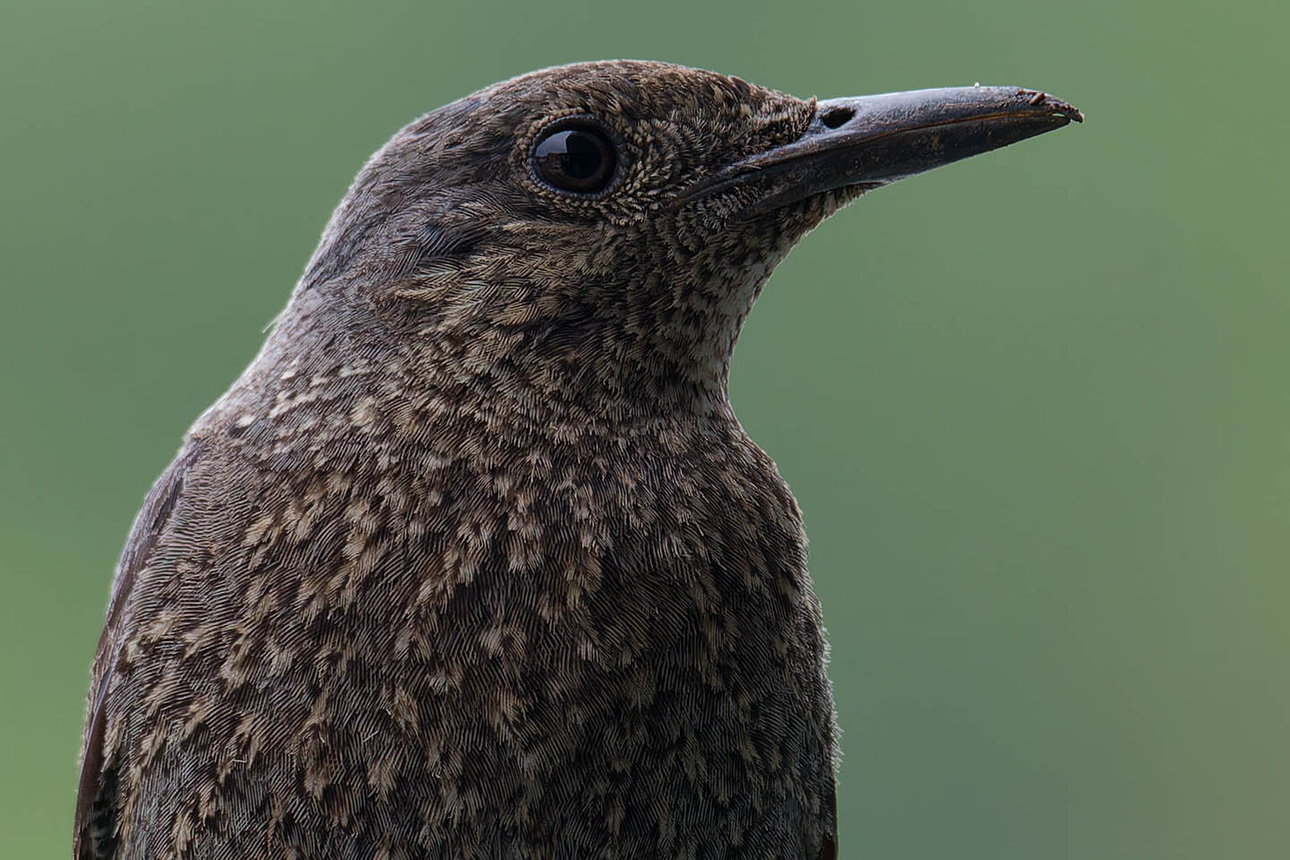 Canon EOS 6D + TAMRON SP 150-600mm F/5-6.3 Di VC USD (A011) and DxO PureRAW 3