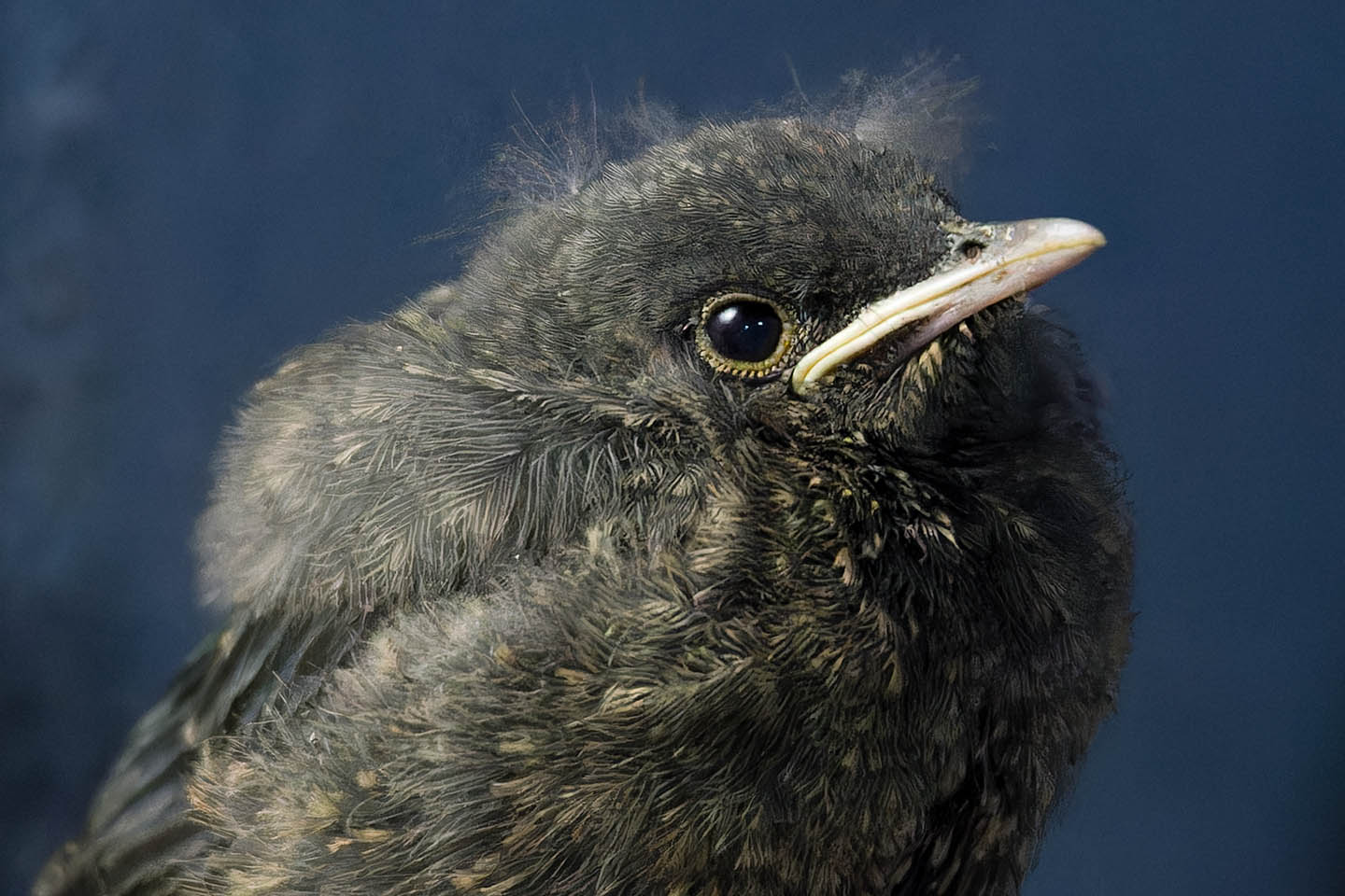 Canon EOS 6D + TAMRON SP 150-600mm F/5-6.3 Di VC USD (A011) and DxO PureRAW 3