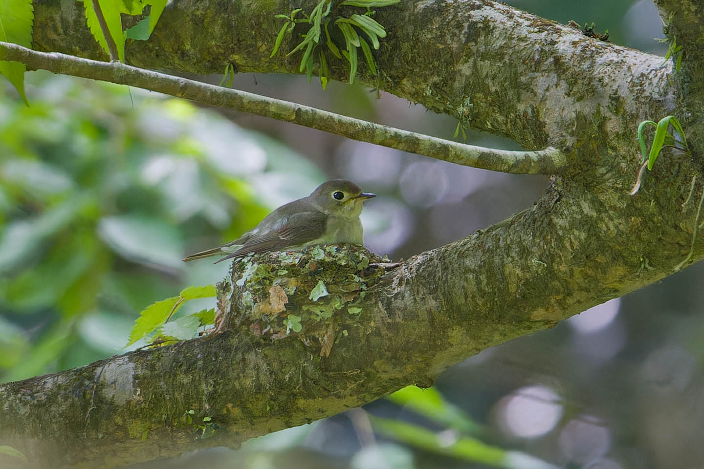 Canon EOS 60D + TAMRON SP 150-600mm F/5-6.3 Di VC USD (A011) and DxO PureRAW 3
