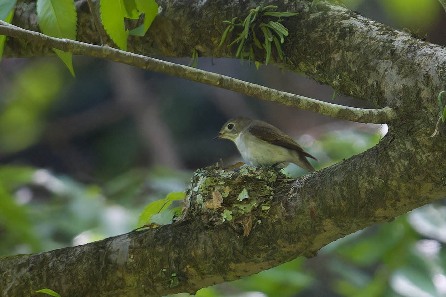 Canon EOS 60D + TAMRON SP 150-600mm F/5-6.3 Di VC USD (A011) and DxO PureRAW 3