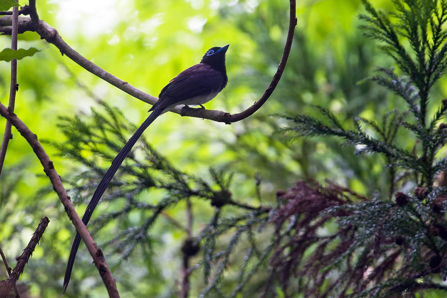 Canon EOS 60D + TAMRON SP 150-600mm F/5-6.3 Di VC USD (A011) and DxO PureRAW 3