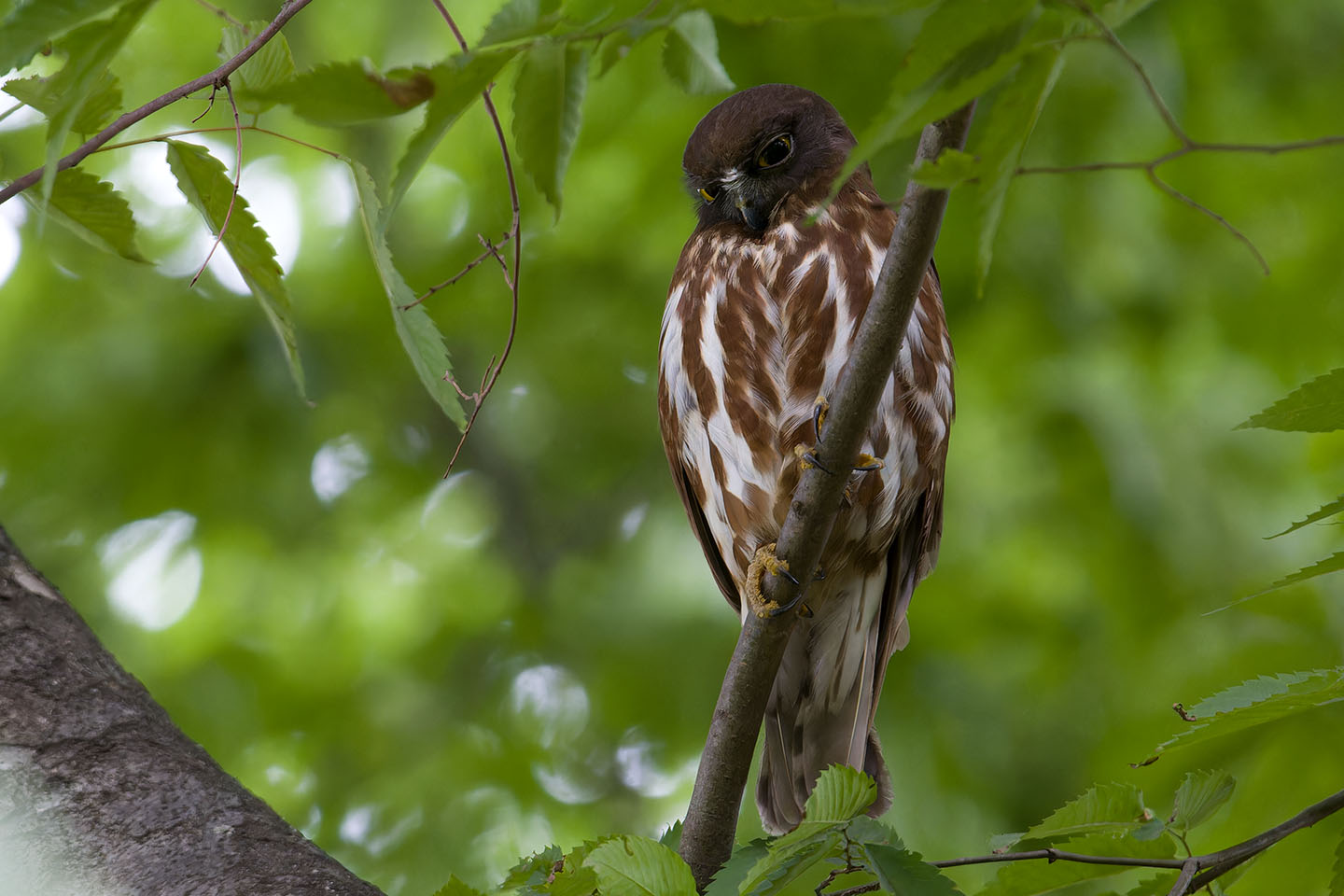 Canon EOS 60D + TAMRON SP 150-600mm F/5-6.3 Di VC USD (A011) and DxO PureRAW 3