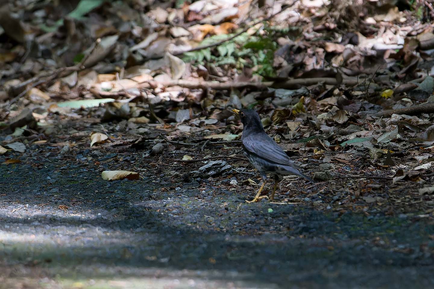 Canon EOS 6D + TAMRON SP 150-600mm F/5-6.3 Di VC USD (A011) and DxO PureRAW 3