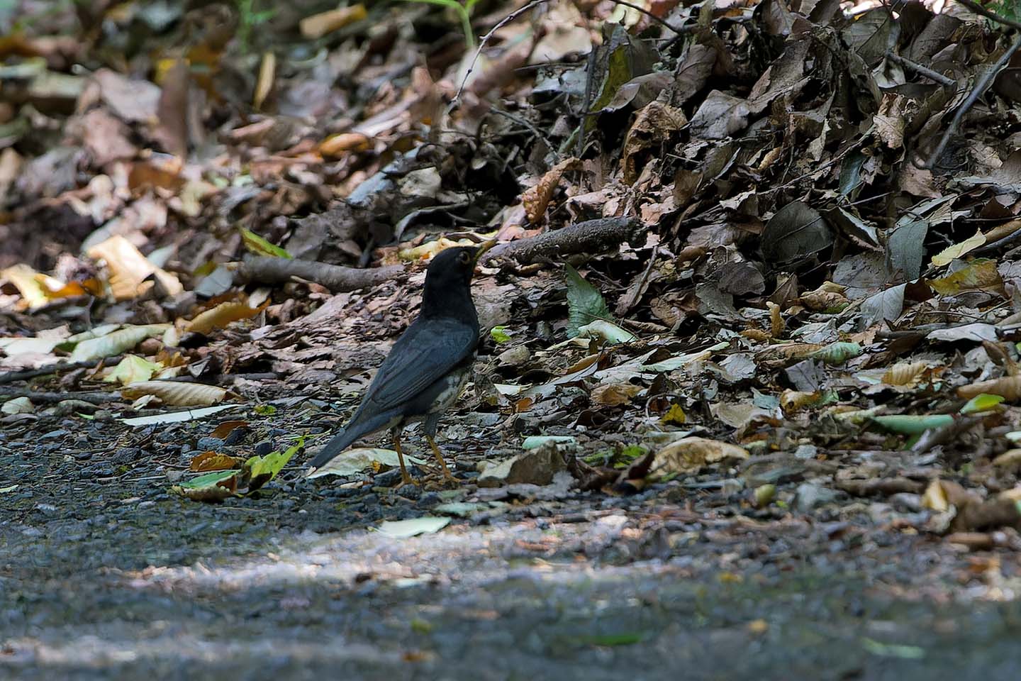 Canon EOS 6D + TAMRON SP 150-600mm F/5-6.3 Di VC USD (A011) and DxO PureRAW 3