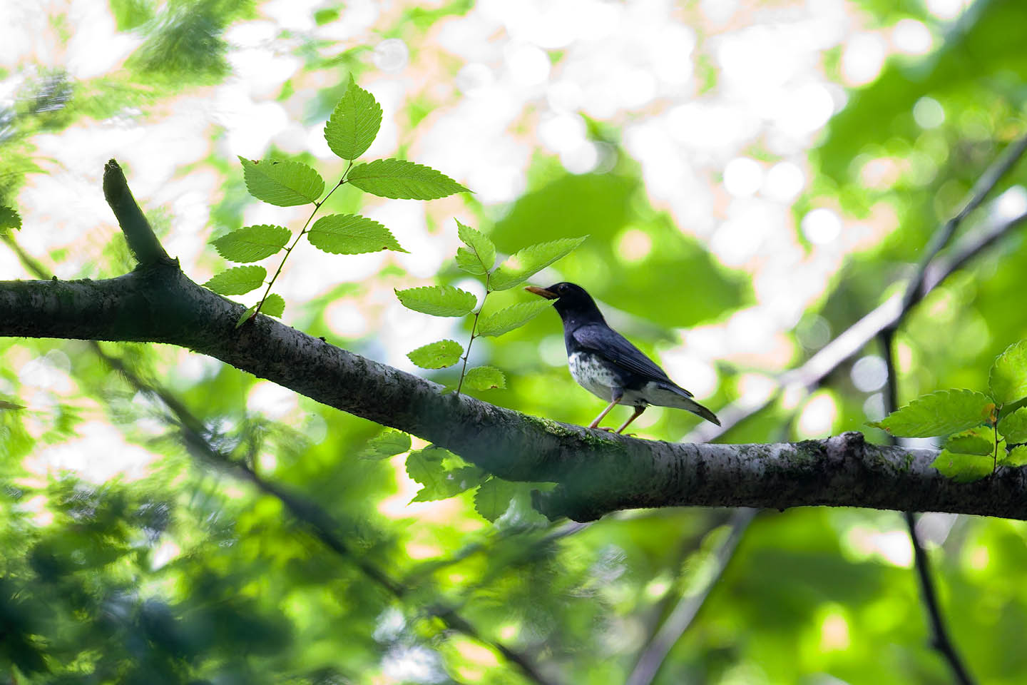 Canon EOS 6D + TAMRON SP 150-600mm F/5-6.3 Di VC USD (A011) and DxO PureRAW 3