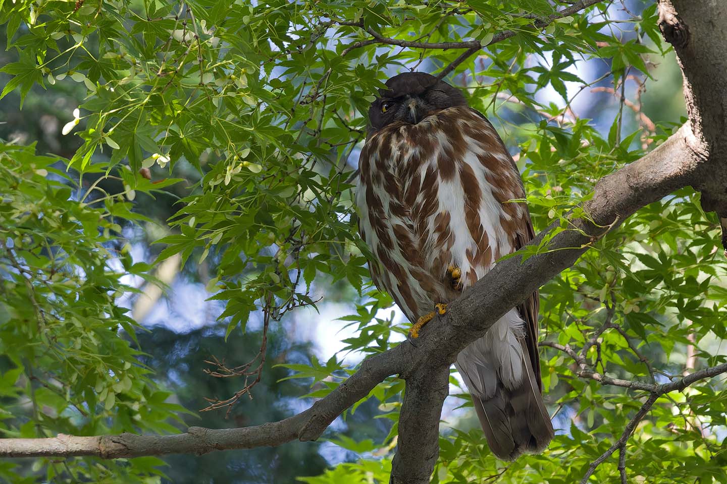 Canon EOS 60D + TAMRON SP 150-600mm F/5-6.3 Di VC USD (A011) and DxO PureRAW 3