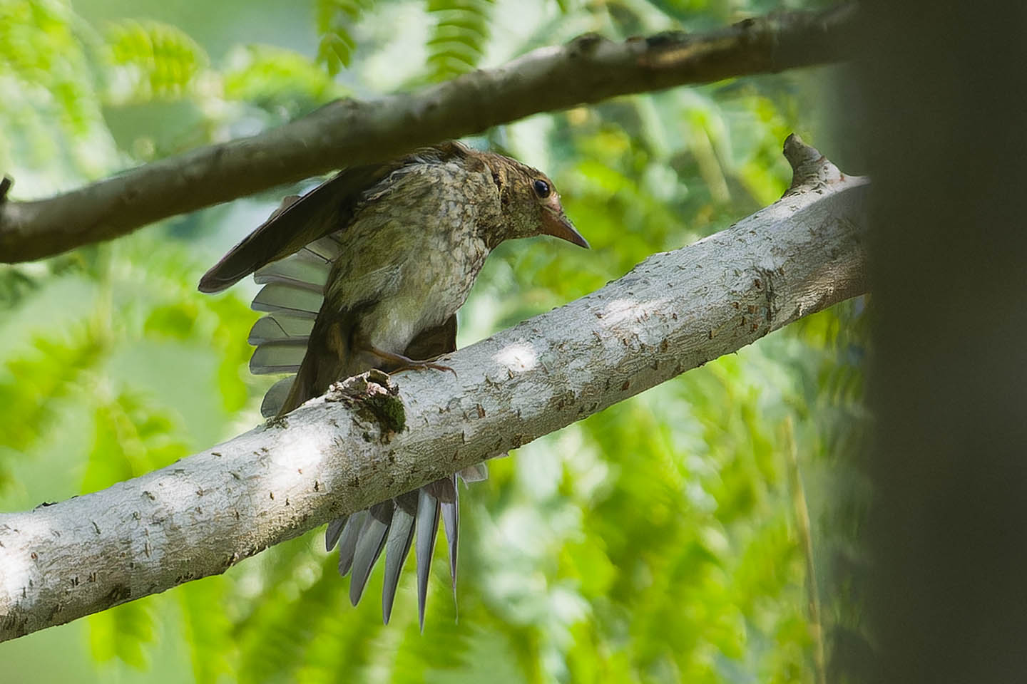 Canon EOS 60D + TAMRON SP 150-600mm F/5-6.3 Di VC USD (A011) and DxO PureRAW 3