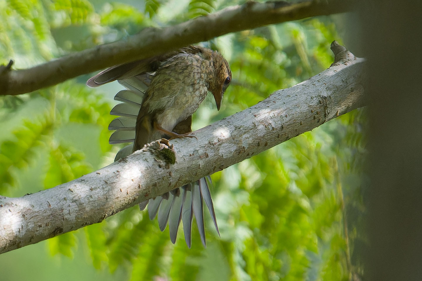 Canon EOS 60D + TAMRON SP 150-600mm F/5-6.3 Di VC USD (A011) and DxO PureRAW 3