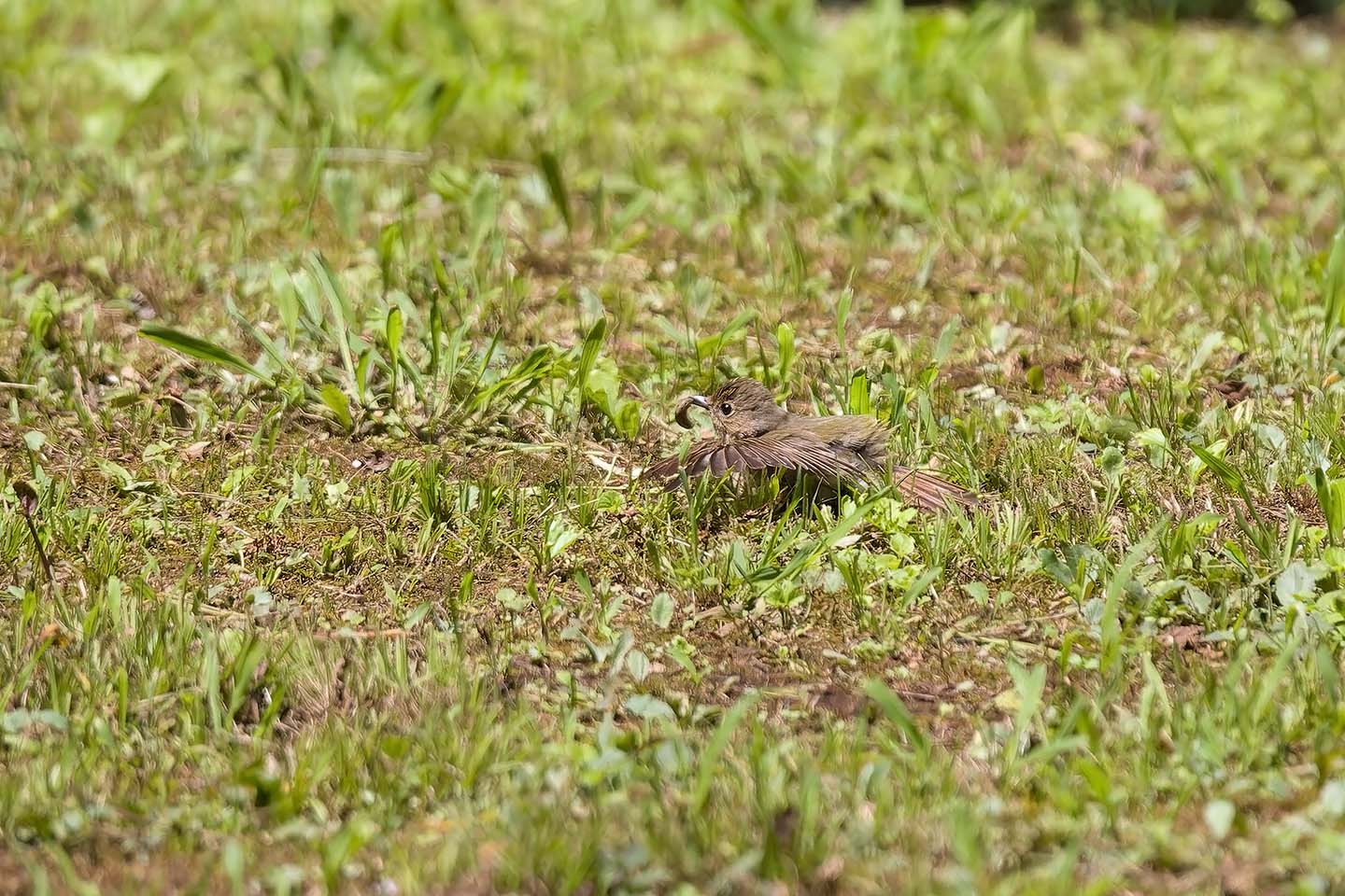Canon EOS 60D + TAMRON SP 150-600mm F/5-6.3 Di VC USD (A011) and DxO PureRAW 3