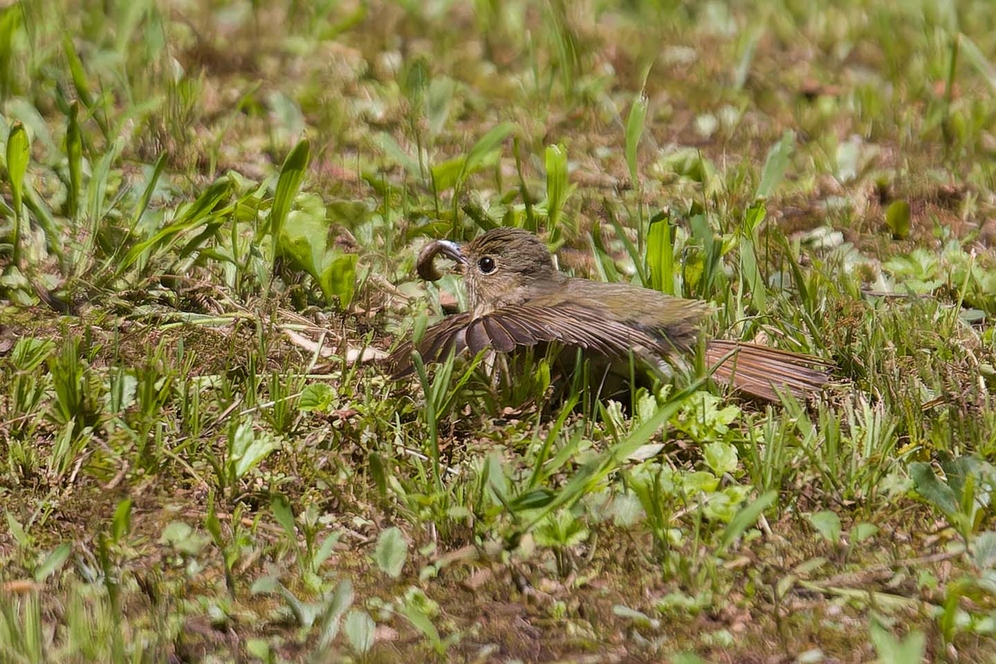 Canon EOS 60D + TAMRON SP 150-600mm F/5-6.3 Di VC USD (A011) and DxO PureRAW 3