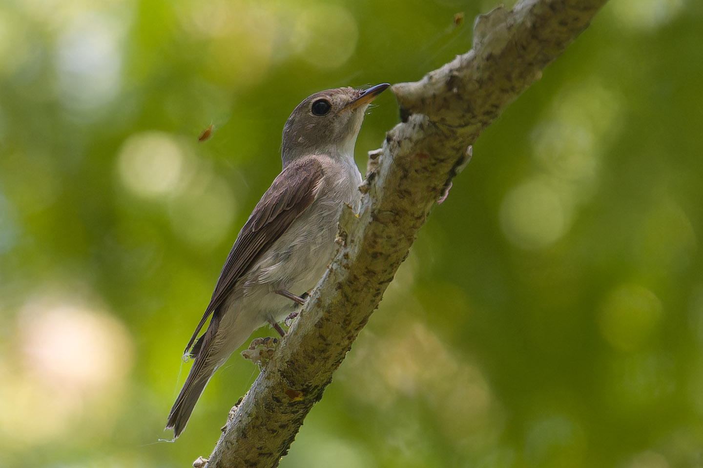 Canon EOS 60D + TAMRON SP 150-600mm F/5-6.3 Di VC USD (A011) and DxO PureRAW 3