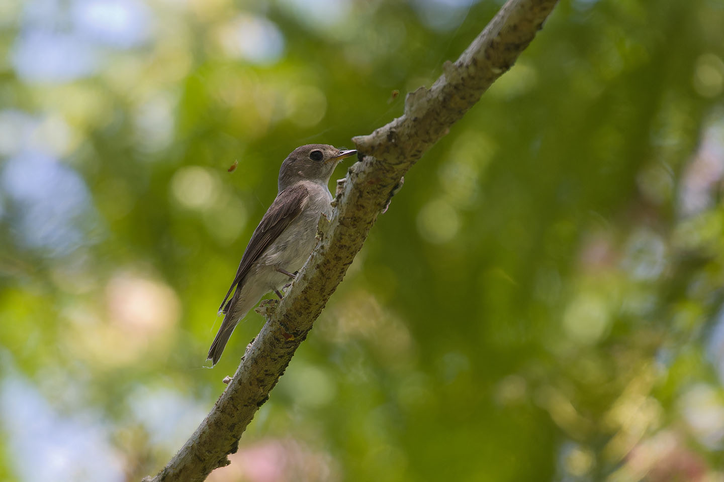 Canon EOS 60D + TAMRON SP 150-600mm F/5-6.3 Di VC USD (A011) and DxO PureRAW 3