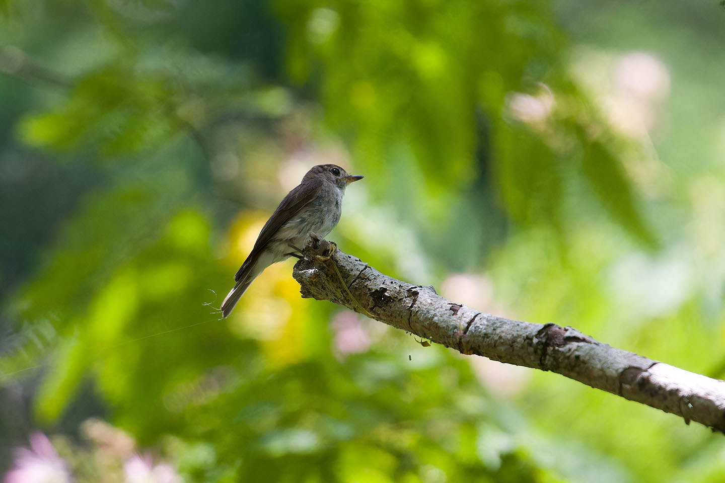Canon EOS 60D + TAMRON SP 150-600mm F/5-6.3 Di VC USD (A011) and DxO PureRAW 3