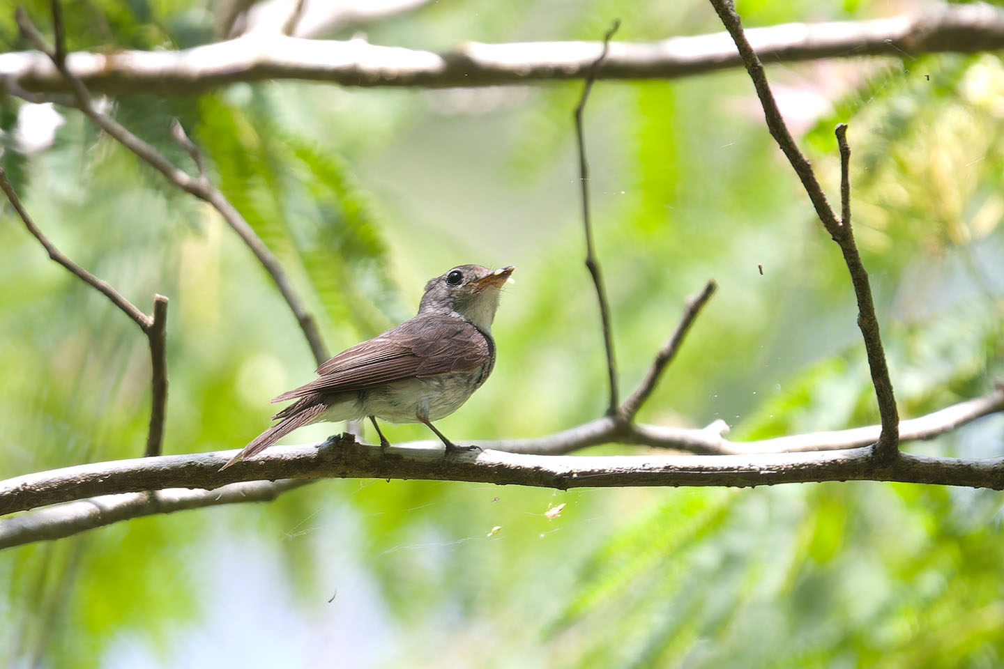 Canon EOS 60D + TAMRON SP 150-600mm F/5-6.3 Di VC USD (A011) and DxO PureRAW 3