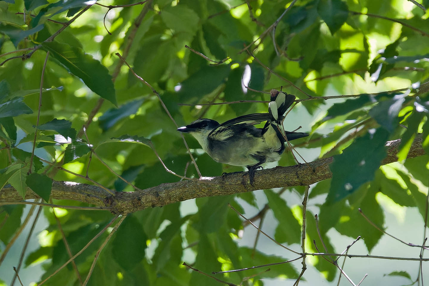Canon EOS 60D + TAMRON SP 150-600mm F/5-6.3 Di VC USD (A011) and DxO PureRAW 3