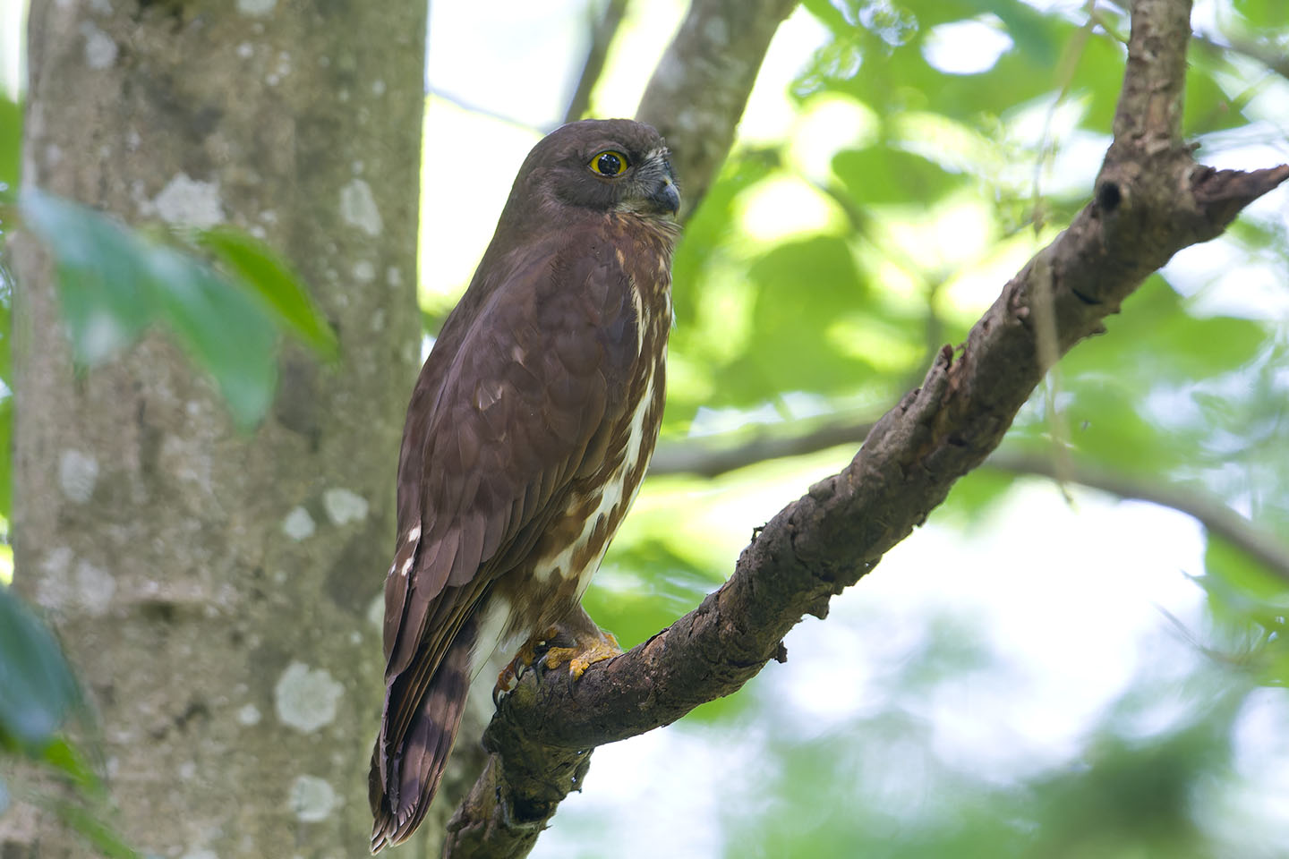 Canon EOS 60D + TAMRON SP 150-600mm F/5-6.3 Di VC USD (A011) and DxO PureRAW 3