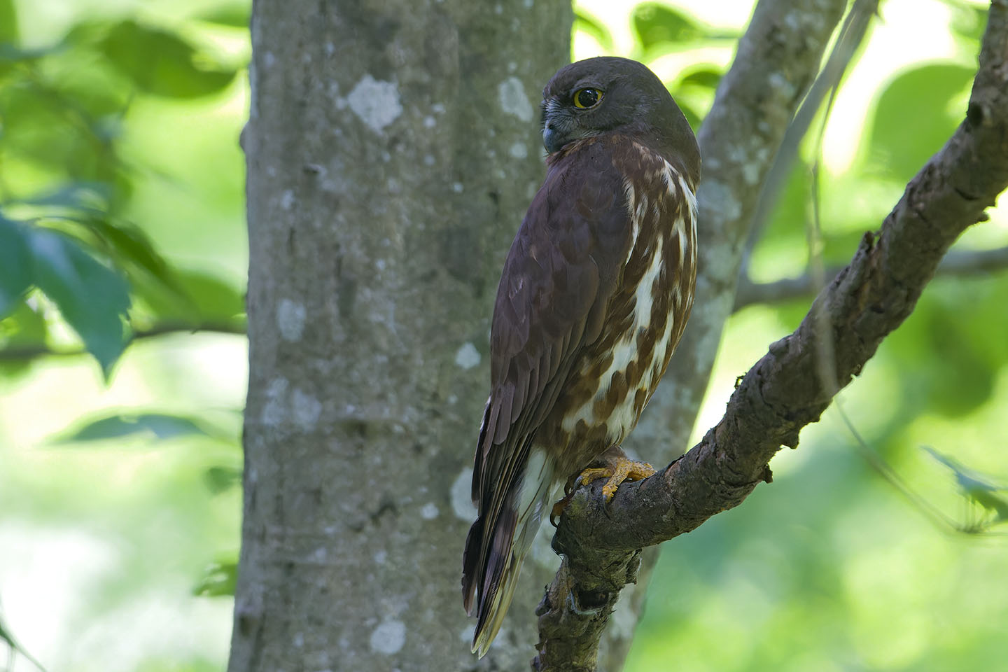 Canon EOS 60D + TAMRON SP 150-600mm F/5-6.3 Di VC USD (A011) and DxO PureRAW 3