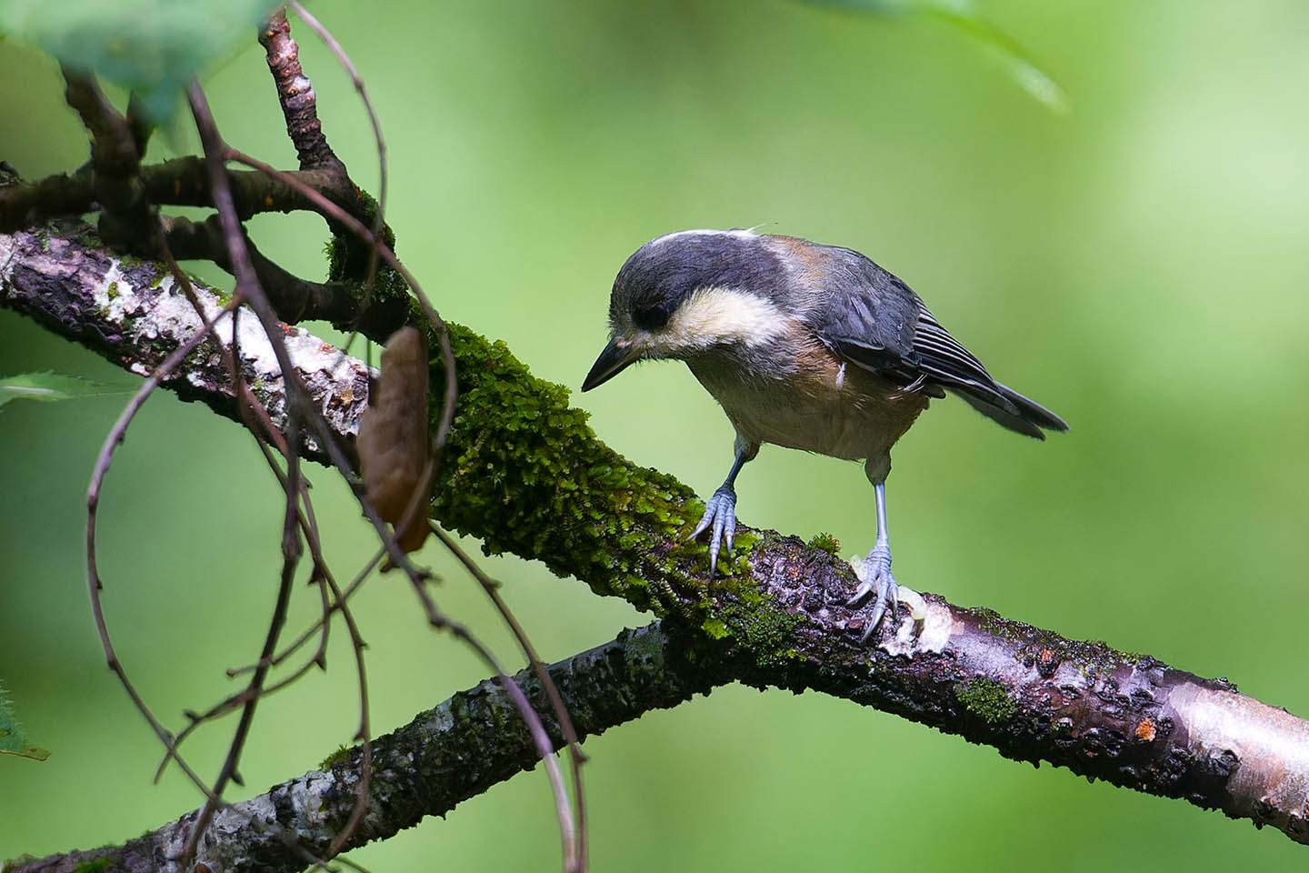 Canon EOS 6D + TAMRON SP 150-600mm F/5-6.3 Di VC USD (A011) and DxO PureRAW 3