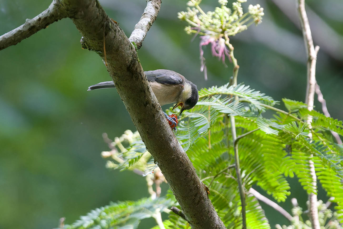 Canon EOS 6D + TAMRON SP 150-600mm F/5-6.3 Di VC USD (A011) and DxO PureRAW 3