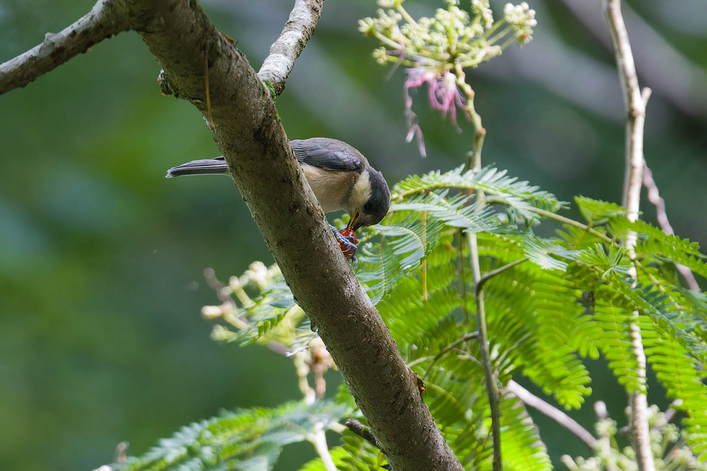 Canon EOS 6D + TAMRON SP 150-600mm F/5-6.3 Di VC USD (A011) and DxO PureRAW 3