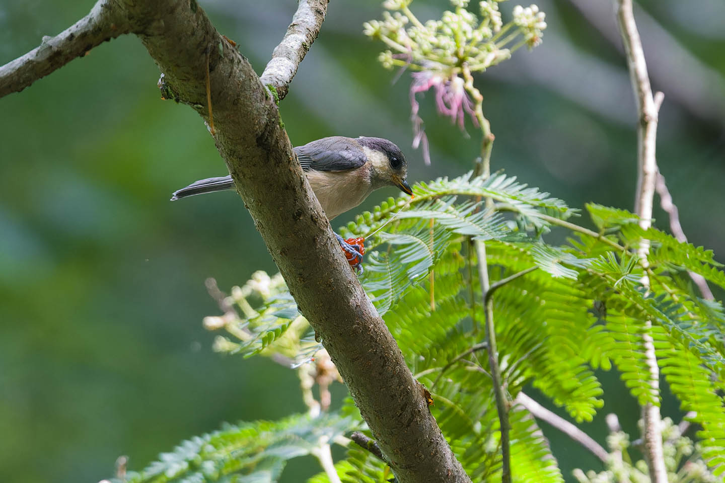 Canon EOS 6D + TAMRON SP 150-600mm F/5-6.3 Di VC USD (A011) and DxO PureRAW 3