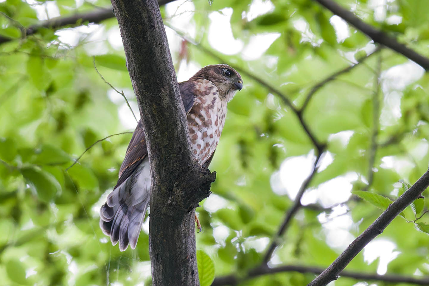 Canon EOS 6D + TAMRON SP 150-600mm F/5-6.3 Di VC USD (A011) and DxO PureRAW 3
