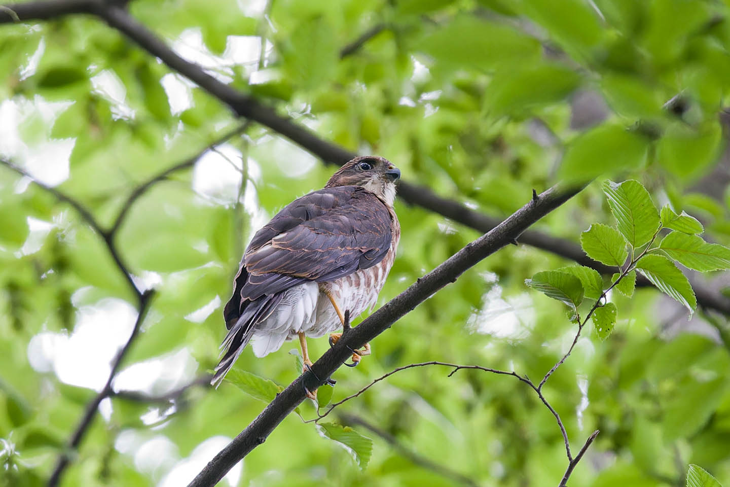 Canon EOS 6D + TAMRON SP 150-600mm F/5-6.3 Di VC USD (A011) and DxO PureRAW 3