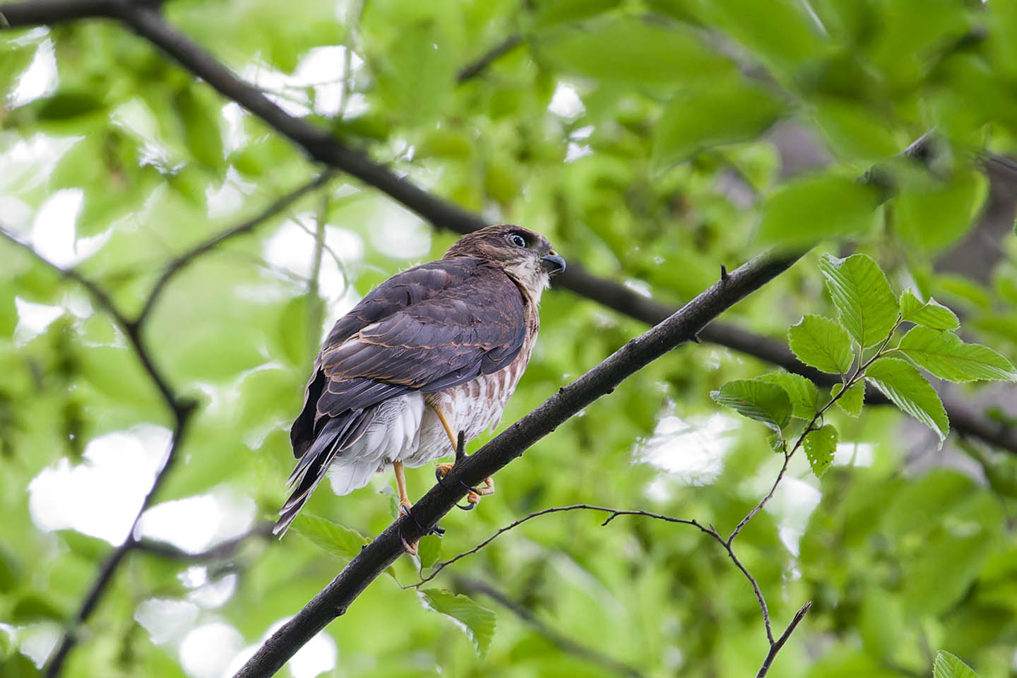 Canon EOS 6D + TAMRON SP 150-600mm F/5-6.3 Di VC USD (A011) and DxO PureRAW 3