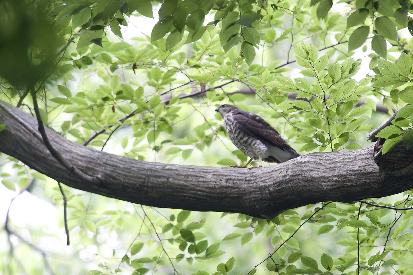 Canon EOS 6D + TAMRON SP 150-600mm F/5-6.3 Di VC USD (A011) and DxO PureRAW 3