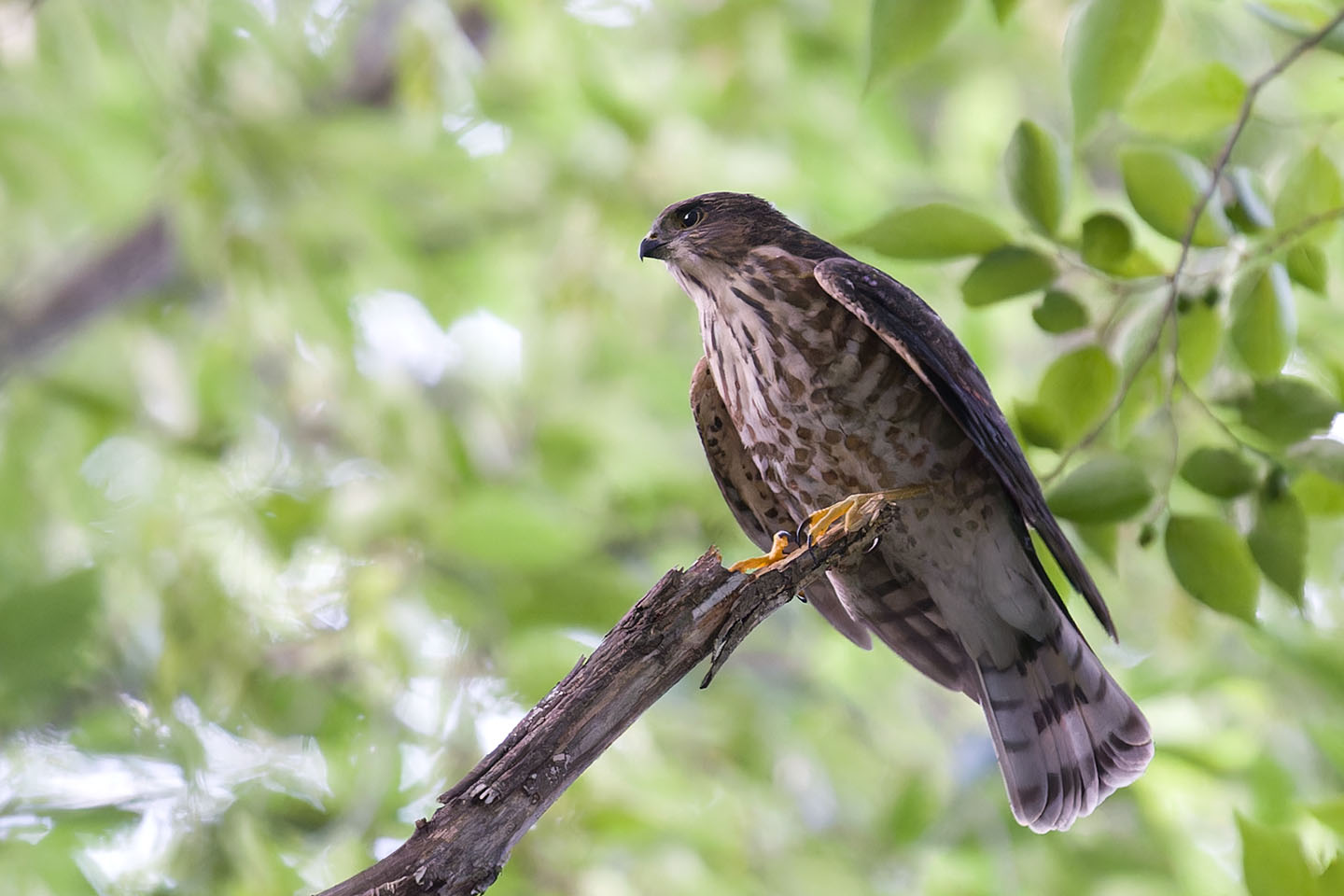 Canon EOS 6D + TAMRON SP 150-600mm F/5-6.3 Di VC USD (A011) and DxO PureRAW 3