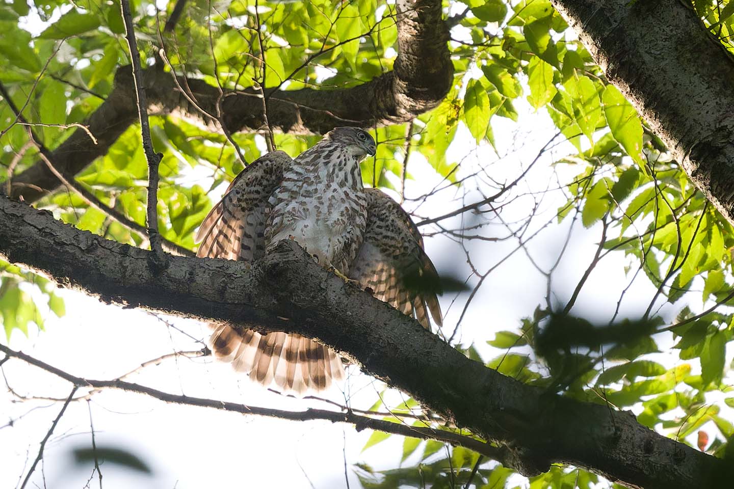Canon EOS 6D + TAMRON SP 150-600mm F/5-6.3 Di VC USD (A011) and DxO PureRAW 3